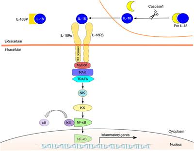 Interleukin-18 in Inflammatory Kidney Disease